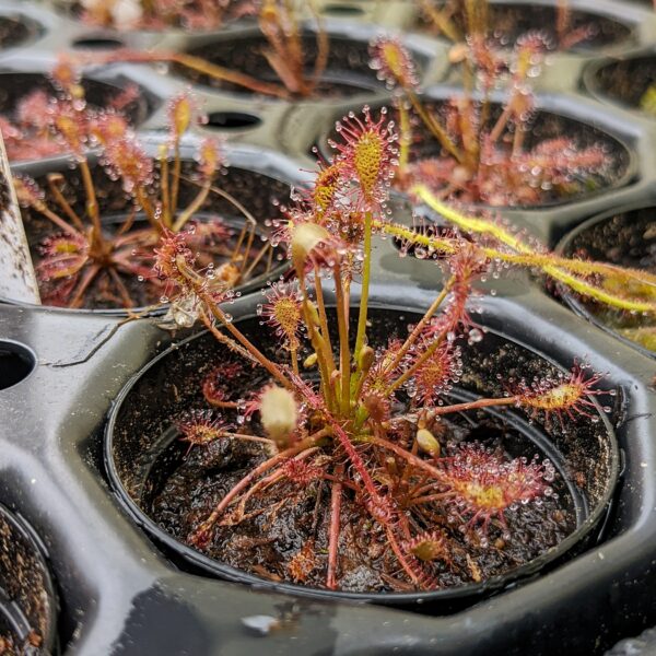 Drosera intermedia