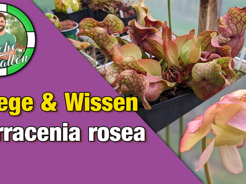 Pflegehinweise Sarracenia rosea